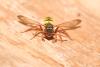 Nomada marshamella